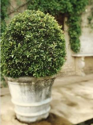 Topiary in a container